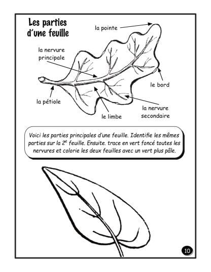 3e année - Les plantes - HYBRIDE – Image 2