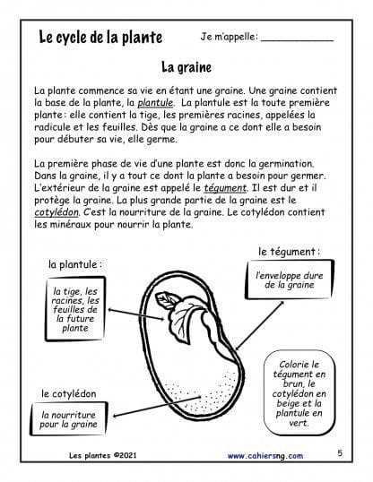 Les plantes - Nouvelle série (3e/4e) - Le cycle de la plante