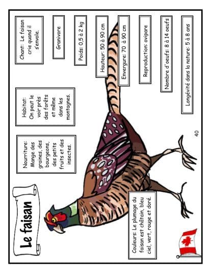 Les oiseaux du Canada - Le faisan